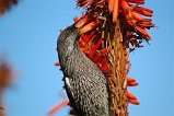 Wattlebird 104